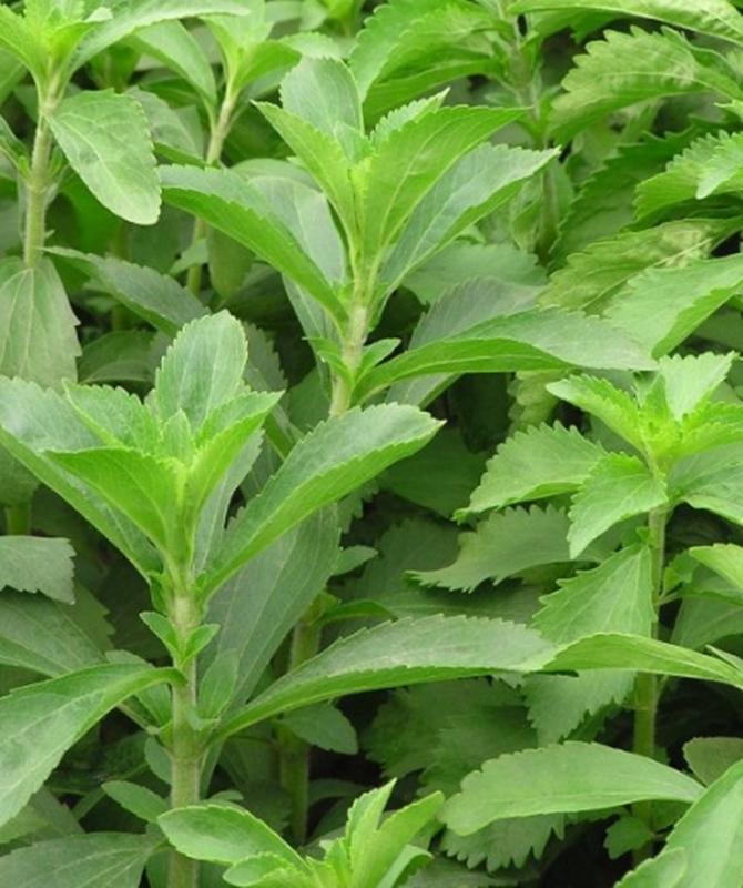 Hạt giống Cỏ ngọt Stevia
