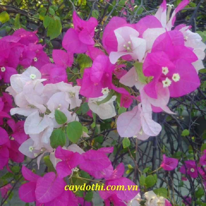 CHẬU HOA GIẤY ĐỦ MÀU, CHẬU HOA GIỐNG, GIÁ SIÊU RẺ