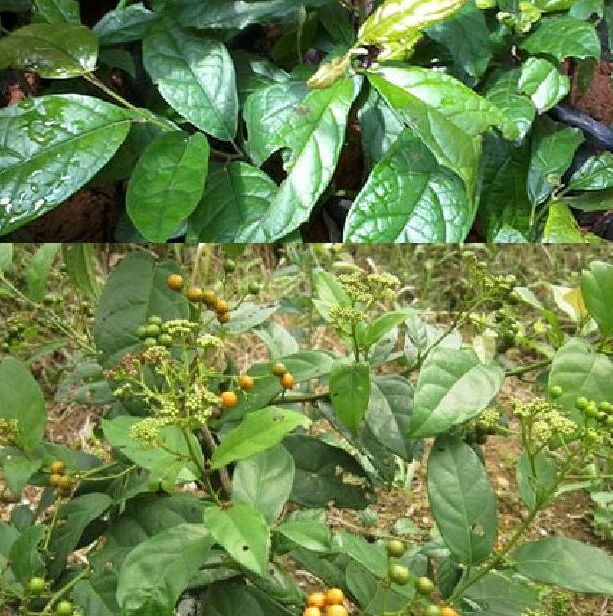 Hạt giống cây xạ đen dể trồng/gói 20 hạt
