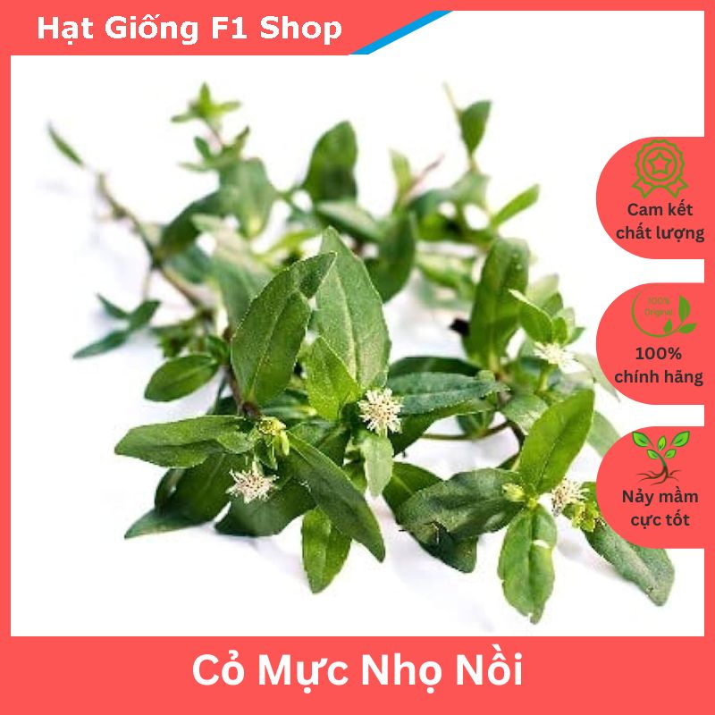 Hạt giống cây cỏ mực nhọ nồi thảo dược