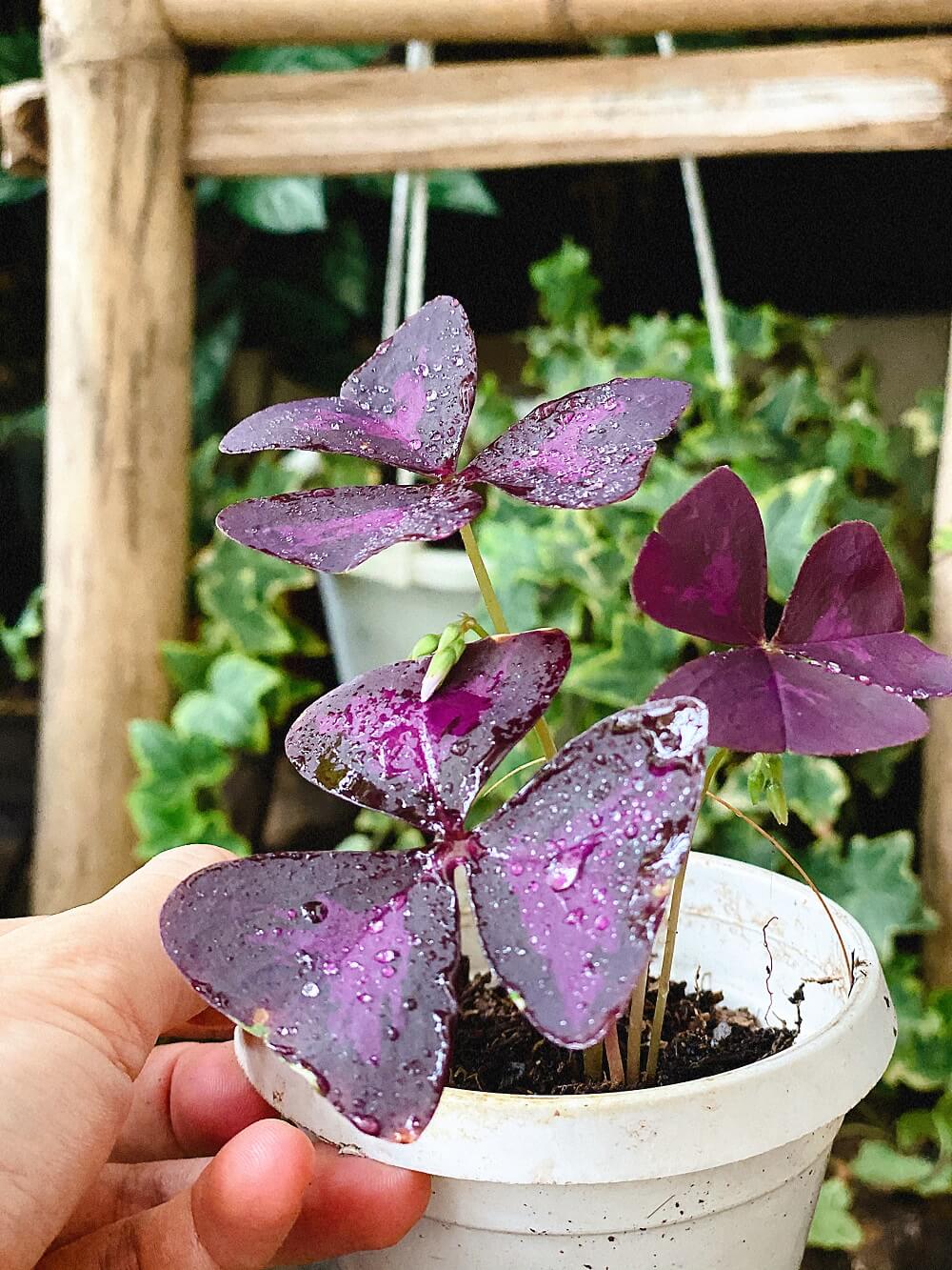 Cây Oxalis Triangularis (Bướm Đêm) 1 củ nhiều thân chậu nhựa