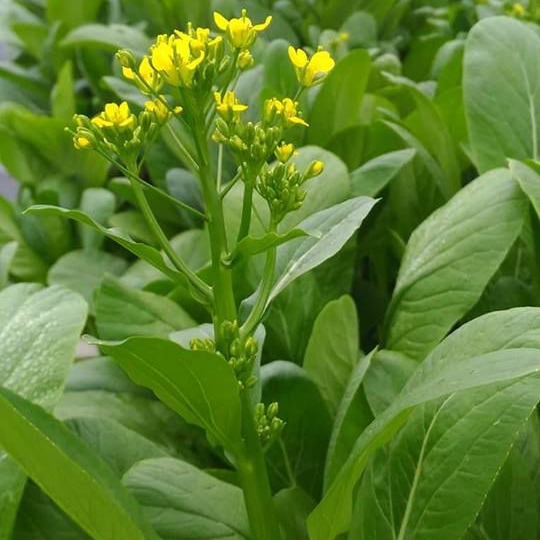 Hạt Giống Cải Ngọt Bông Rado 55 (Cải Ngồng) 20gr