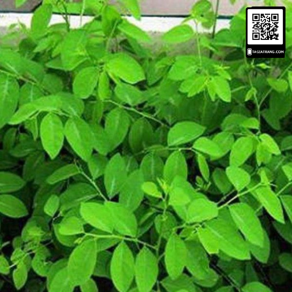 Hạt giống rau ngót (rau bồ ngót) 1gr