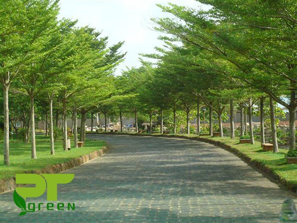 [Viện Công Nghệ Sinh Học Nông Lâm] Cây giống Bàng Đài Loan