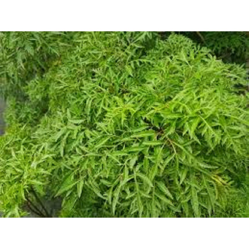 Nhánh và lá đinh lăng tươi ( 1kg)