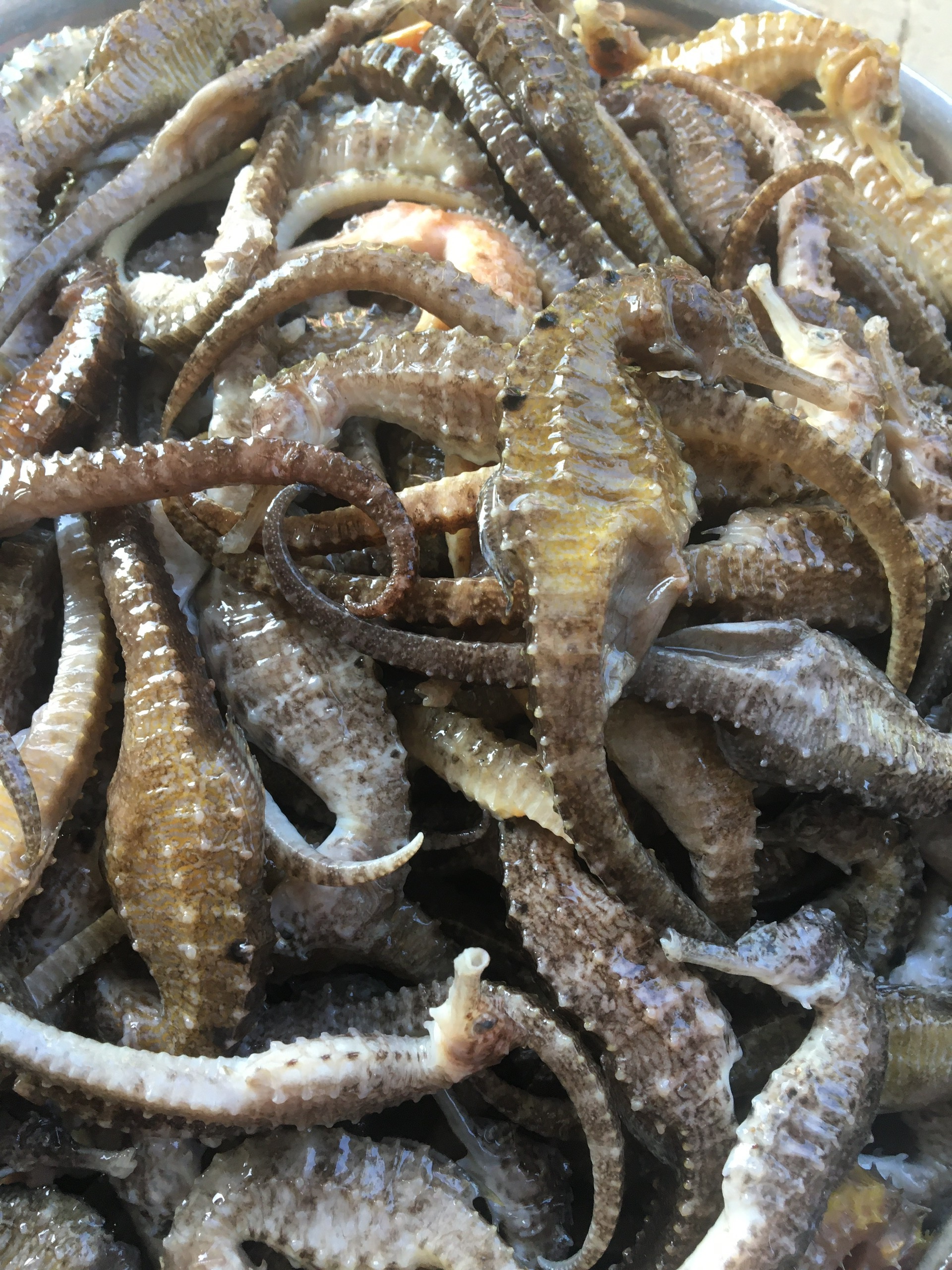 Cá ngựa khô size từ 11cm - 12cm