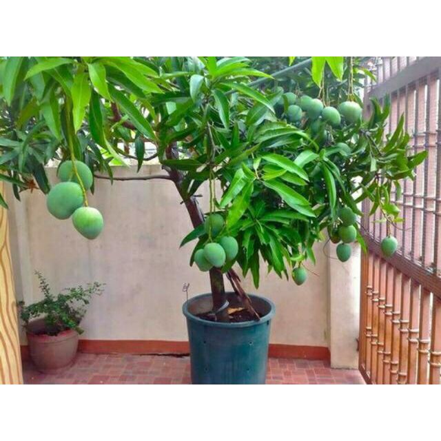 Giá Gốc - Xoài Úc...