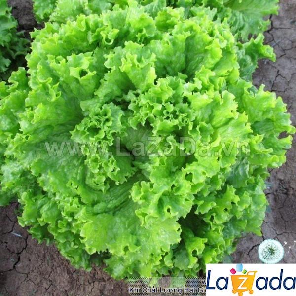 5Gr Hạt Giống Xà Lách Xoan Xanh (B1.202+B1.401| W3*V54*M149)