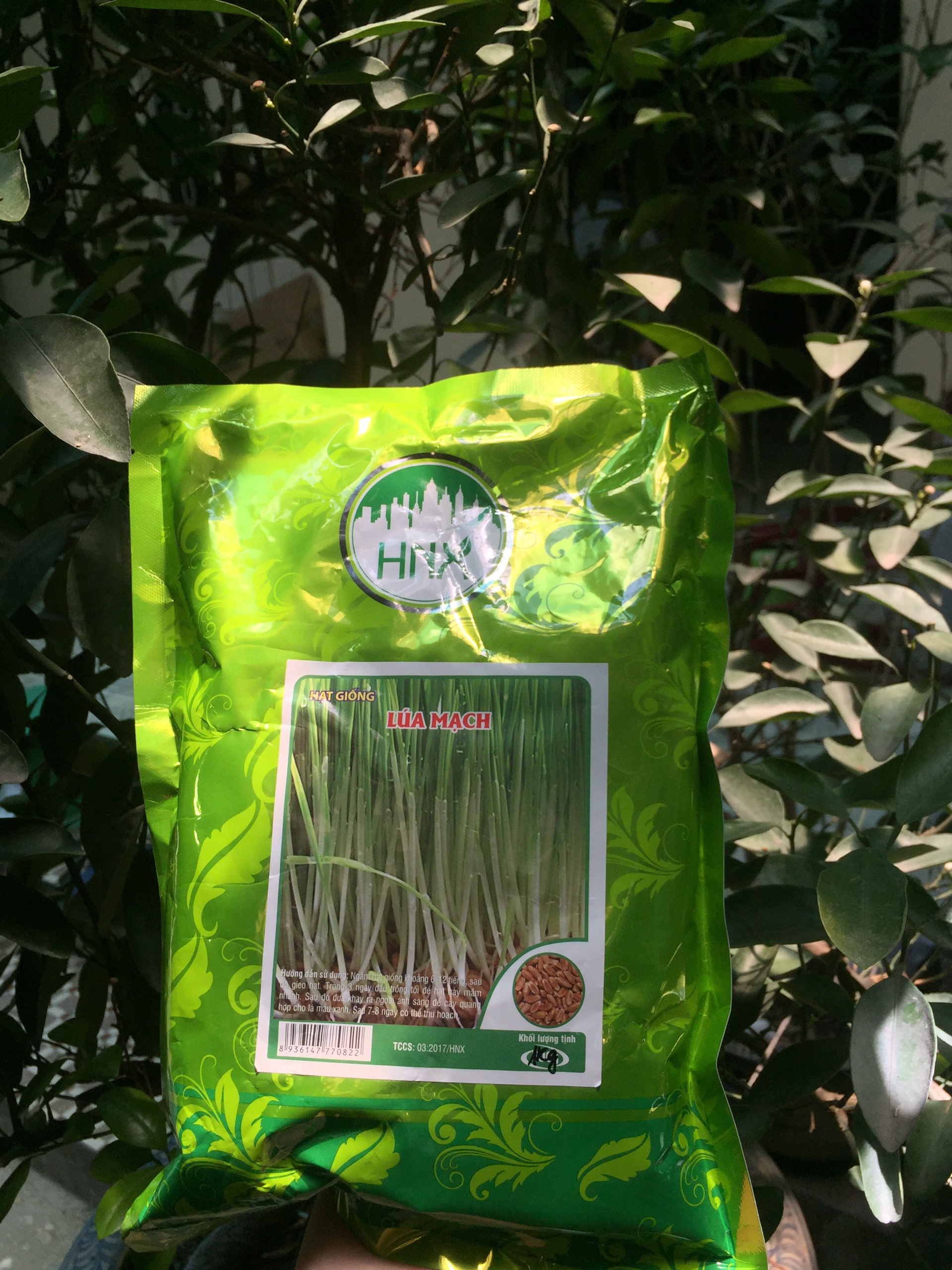 Hạt Giống Mầm Lúa Mạch ( ITALY ) túi 1kg