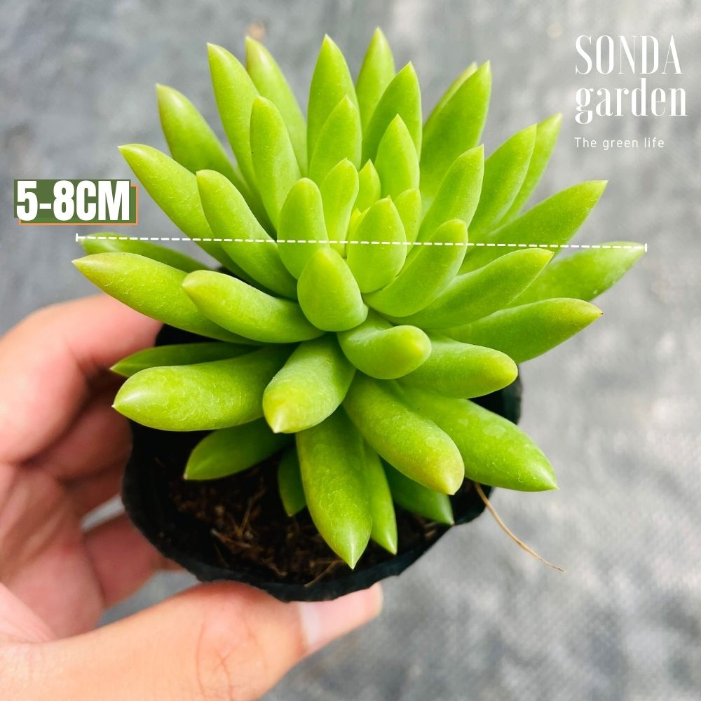 SEN ĐÁ CHUỖI NGỌC ĐỨNG XANH SIZE BÉ LỖI 1 ĐỔI 1