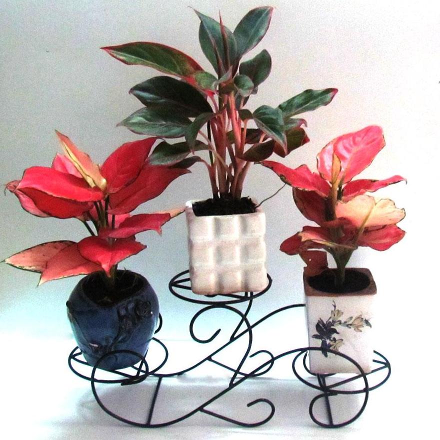 Kệ - Gía đỡ chậu hoa mi ni