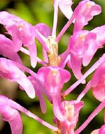 Hoa lan hồng nhạn( Cây đơn thân quý và hiếm)