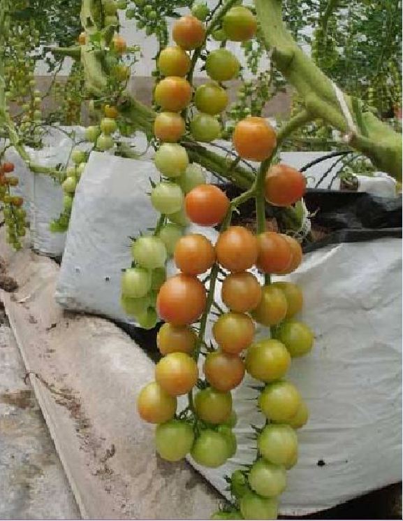 Hạt giống cà chua bi dây chùm siêu quả ( 30 hạt/gói )