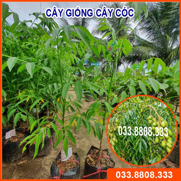 CÂY GIỐNG CÓC THÁI NHANH RA HOA SIÊU TRÁI