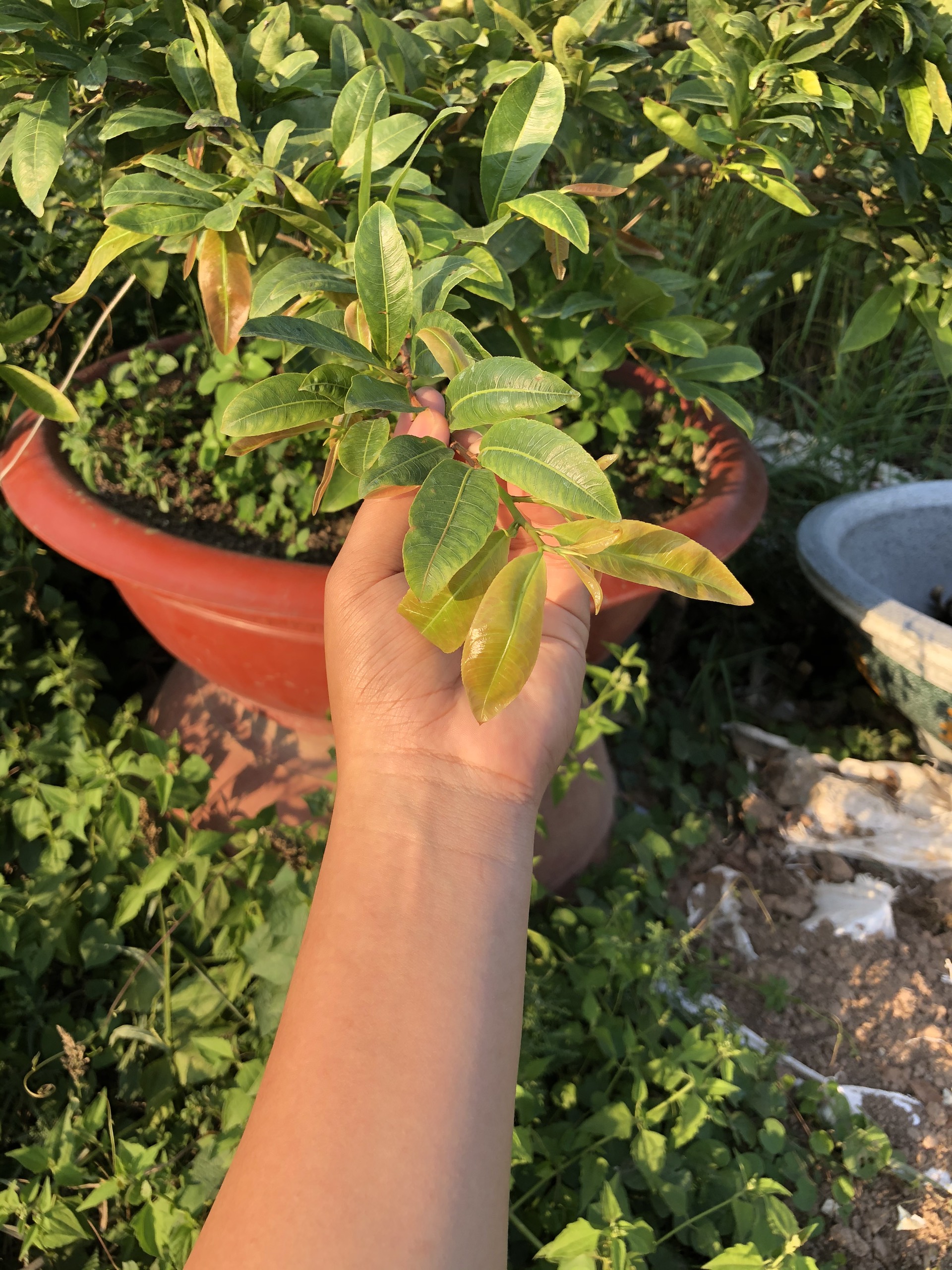 PHÂN BÓN MAI VÀNG - MAX ROOT BUNG ĐỌT RA RỄ MAI VÀNG