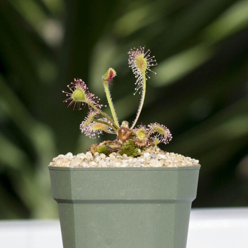 Sundew Seeds - Sale Off