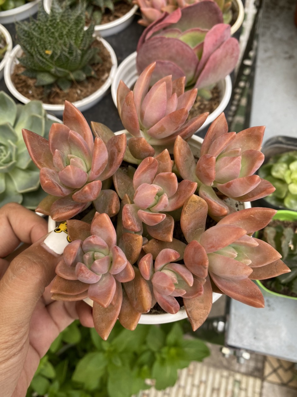 SEN ĐÁ ĐỎ SIZE TRUNG (10-13cm)