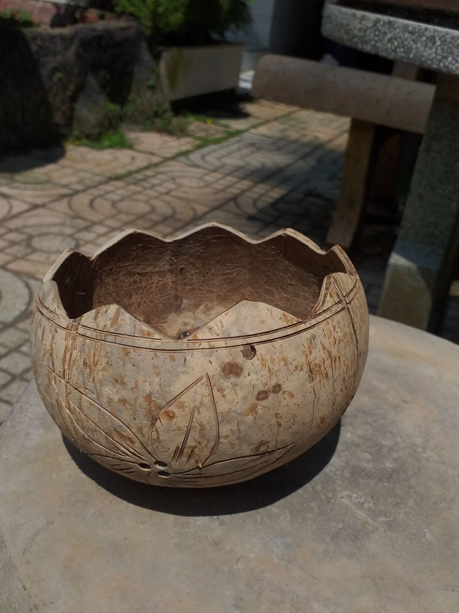 Chậu gáo dừa cắt viền miệng răng cưa