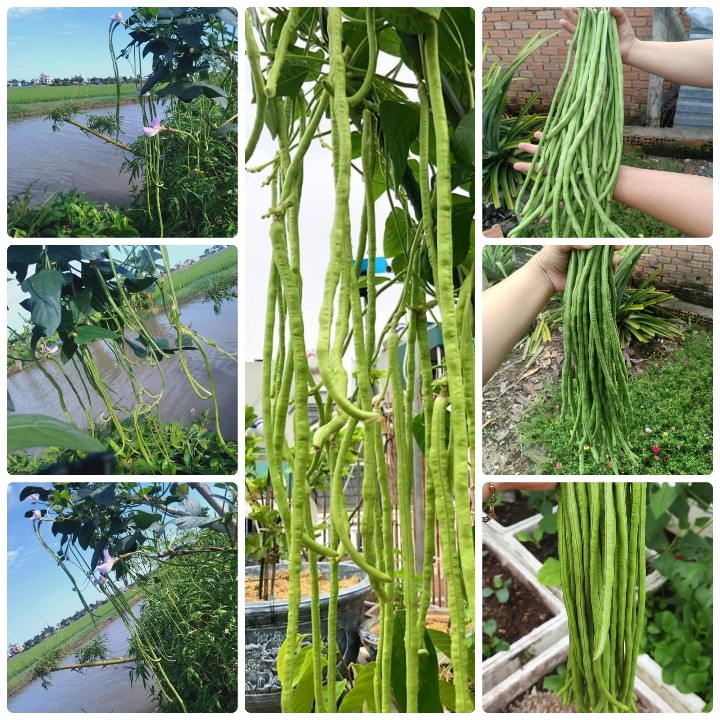 Hạt giống Đậu đũa cao sản hạt đen gói 20gr