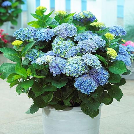 Hạt giống hoa Cẩm tú cầu mix nhiều màu - ( 1 gói 10 hạt )