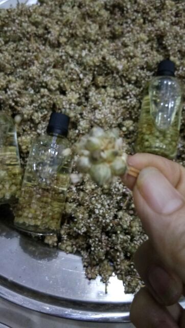 [HCM]HOA NÉN NGÂM TINH DẦU TRÀM