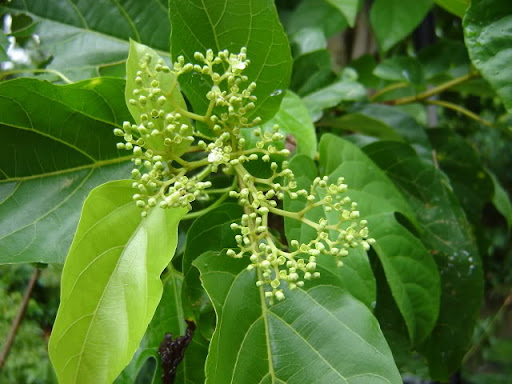 Hạt Giống Lá Cách Vọng Cách - 1 gói 20 hạt