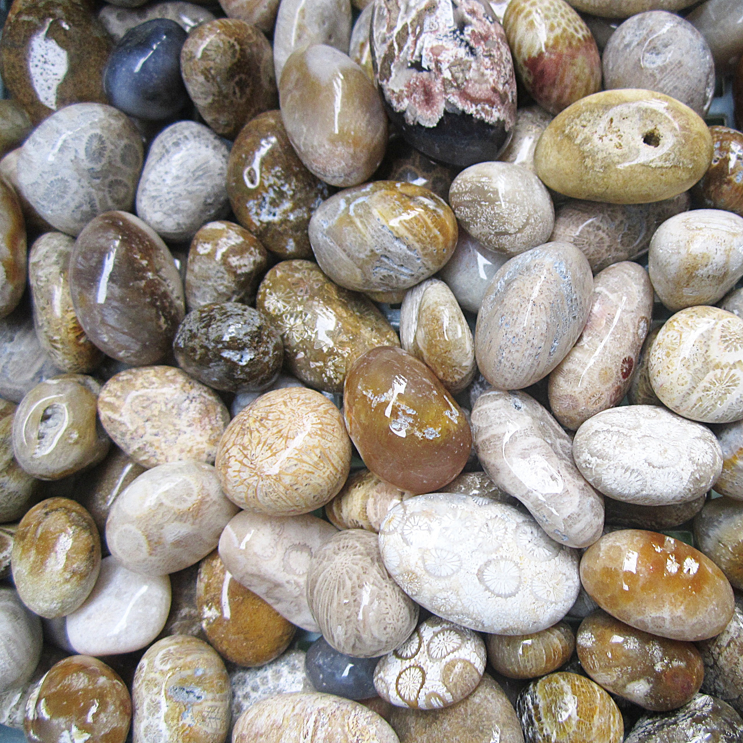 100Gr Đá Hoa Cúc - Coral agate - đá san hô