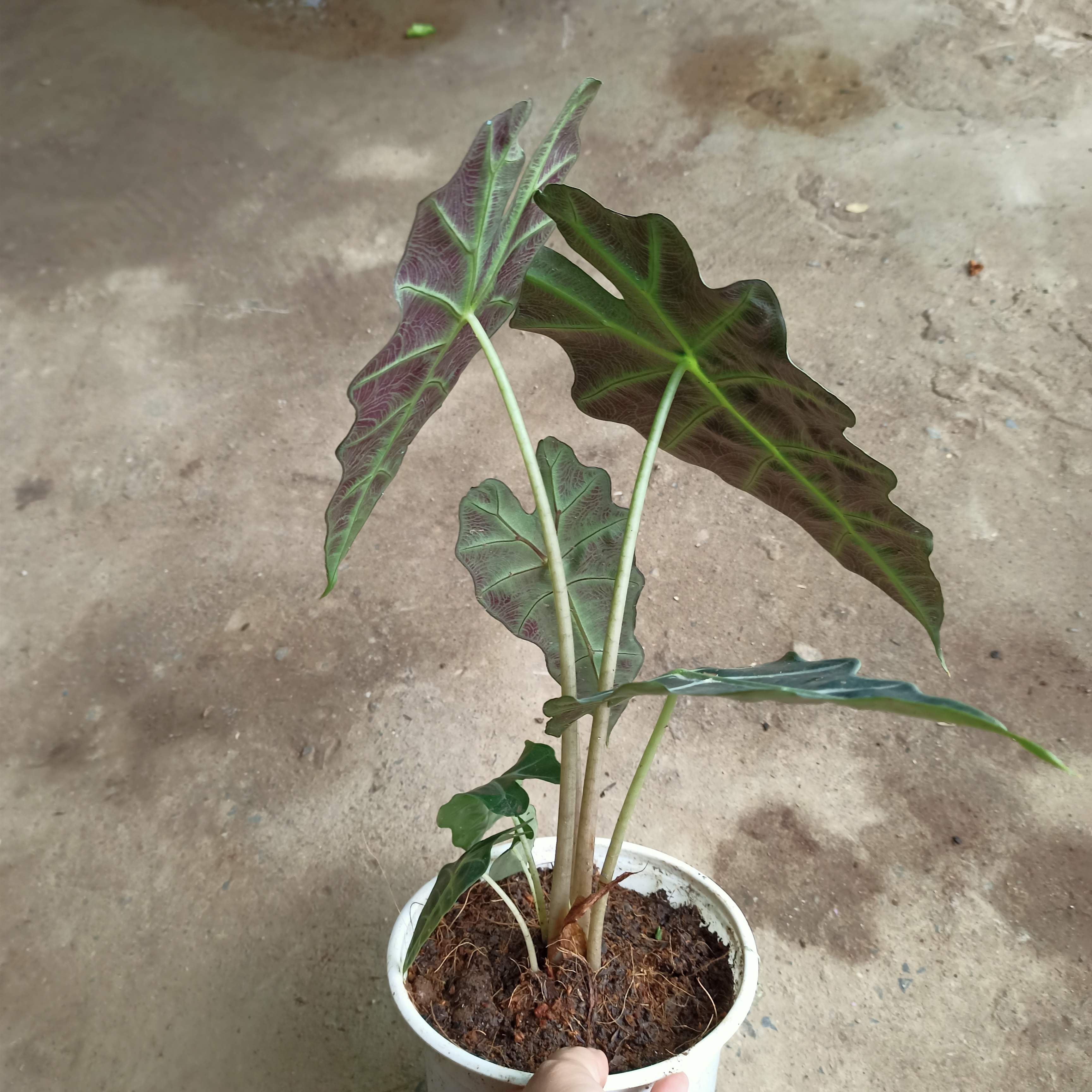 Chậu cây Alocasia Polly - môn quan âm