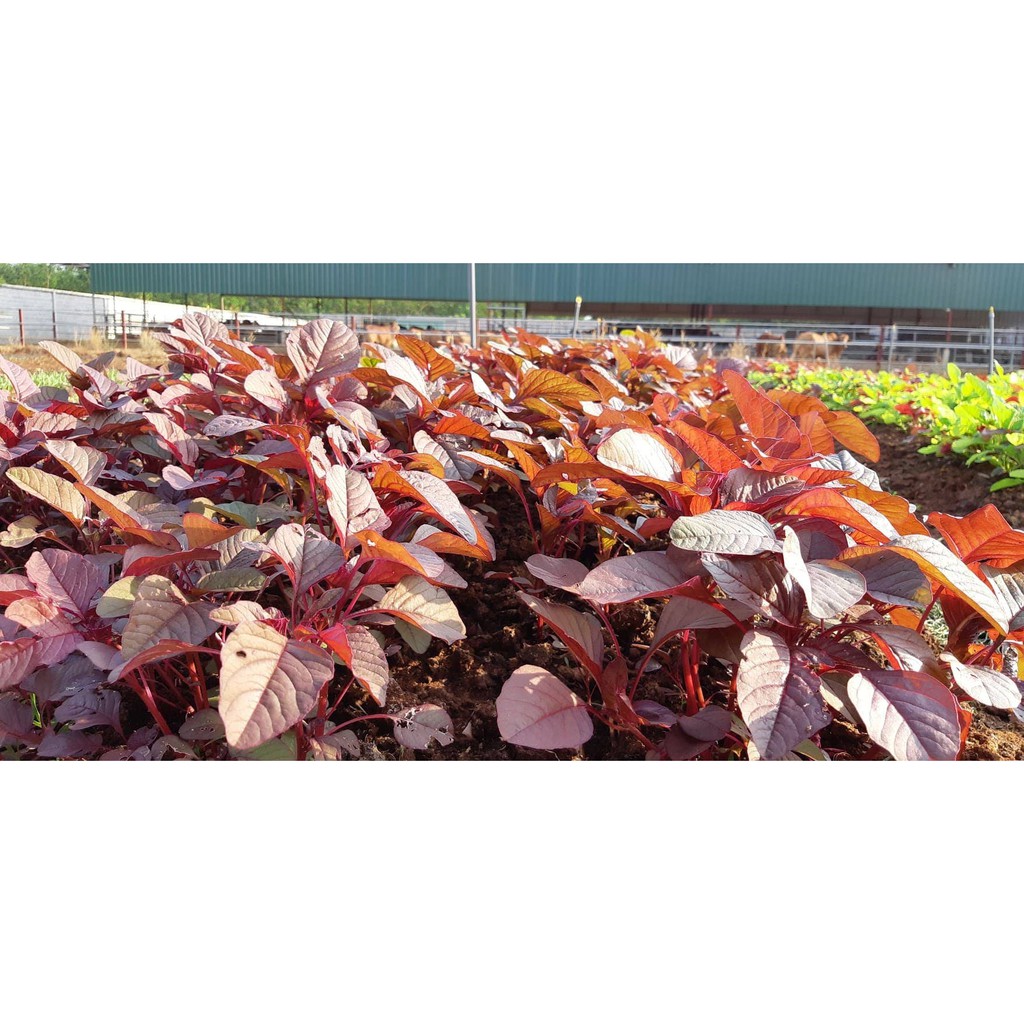 [HCM][Rau Củ Quả] - Gói 20g hạt giống rau dền đỏ - Nanuseeds