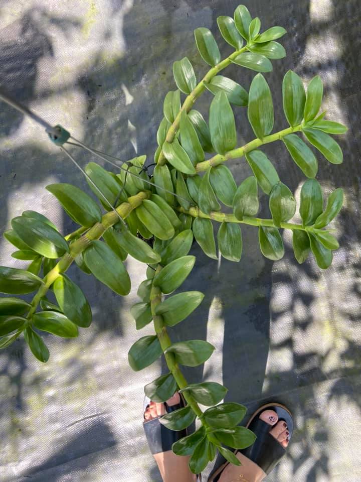 Hoa phong lan giả hạc tím bắc cạn(kì hoa dị thảo,cao 20cm)