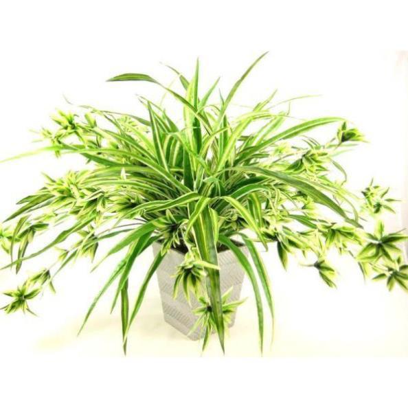 CHẬU CÂY CẢNH LAN CHI( CÂY MẪU TỬ,CÂY DÂY NHỆN) ĐẸP NHÀ