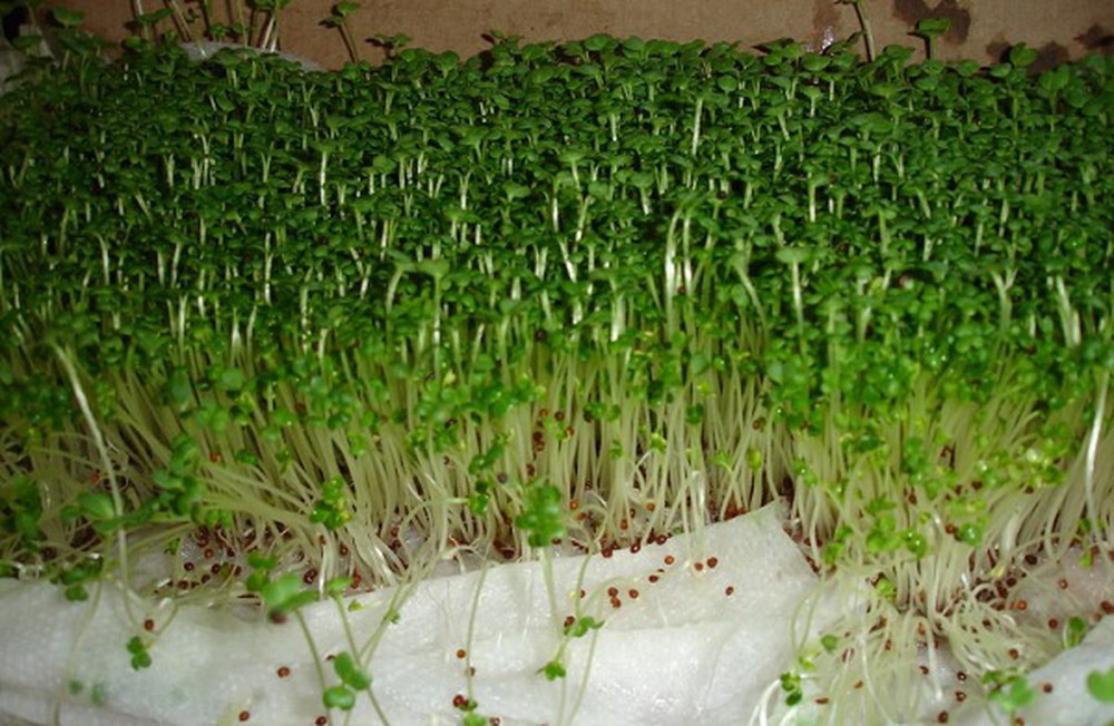 Hạt Giống MẦM RAU MUỐNG - 50GRAM