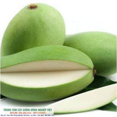Cây Giống Xoài Đài Loan
