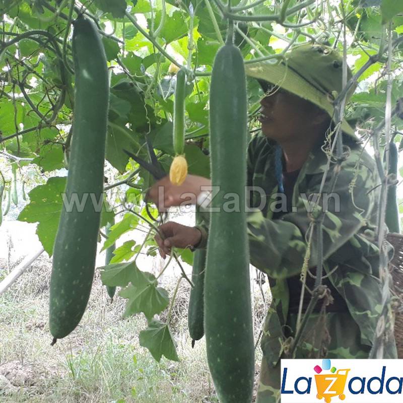 0.2Gr Hạt Giống Bí Sặt Bí Xanh (A1.301| C39*W44*M193)