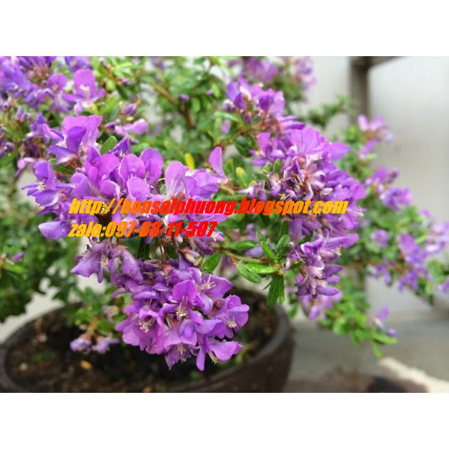 linh sam bonsai chậu mini