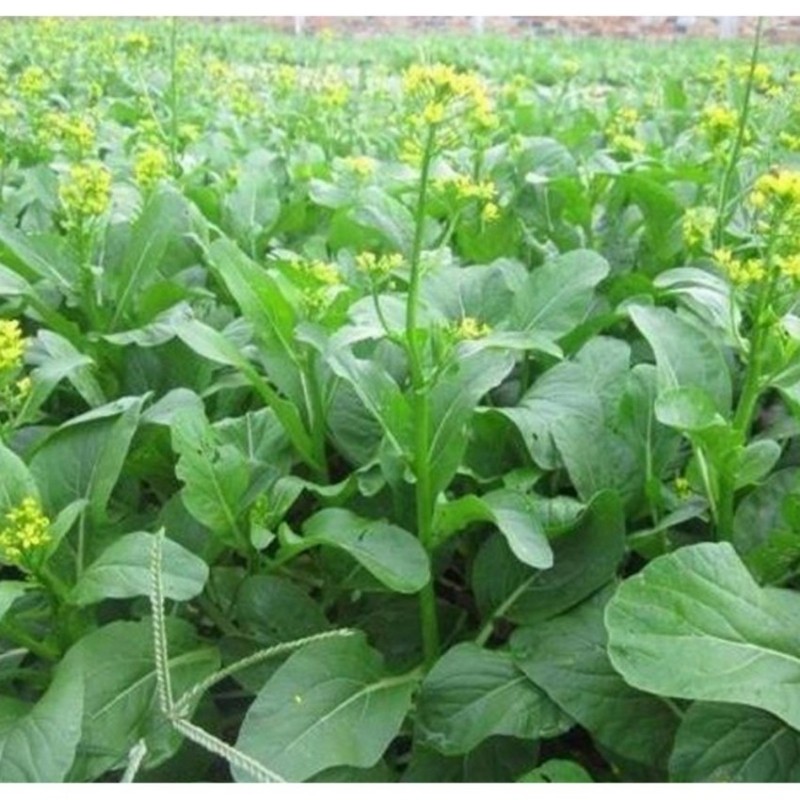 Hạt giống cải ngồng - gói 20 gram