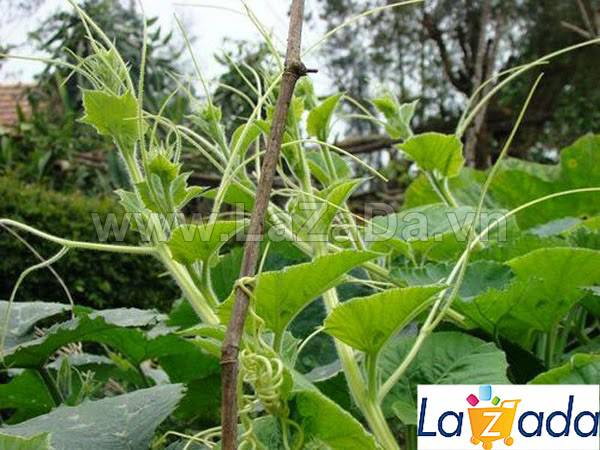 20Gr Hạt Giống Bí Siêu Ngọn (A5.103| W20*W61*M107)