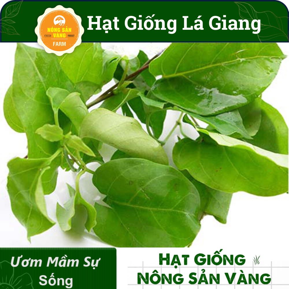 Hạt Giống Dây Giang (Lá Giang) Nảy Mầm Tốt, Phát Triển Mạnh (Gói 10 Hạt) - Nông Sản Vàng