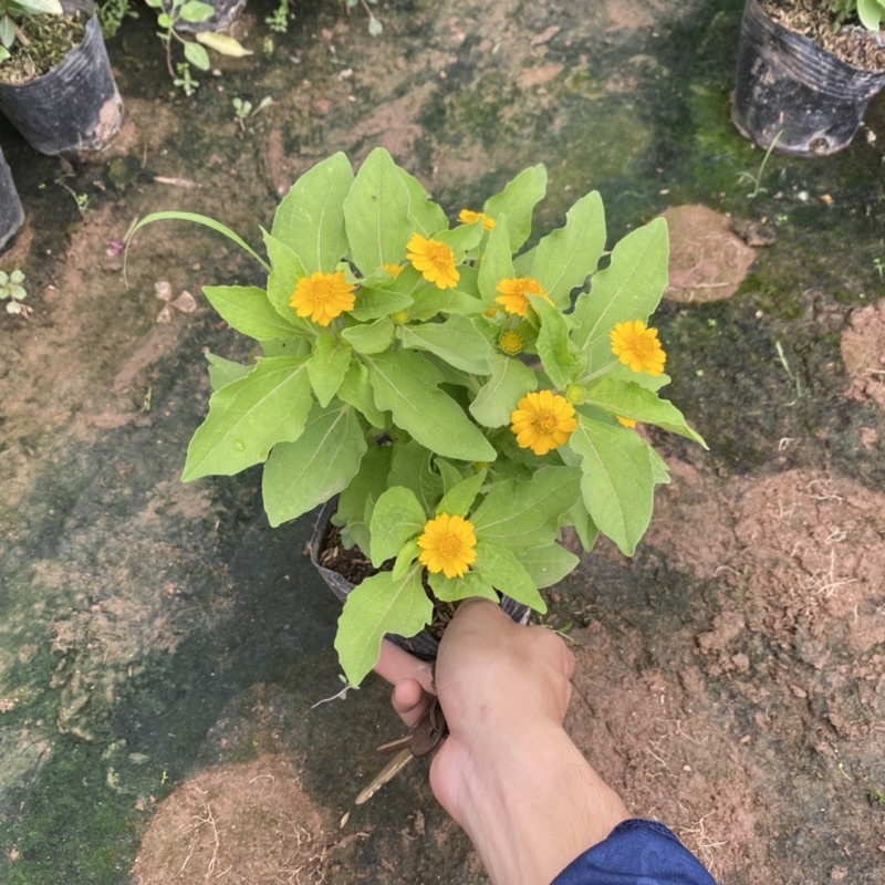 Cúc mặt trời trồng bịch đen đã có nụ và hoa ( như ảnh)