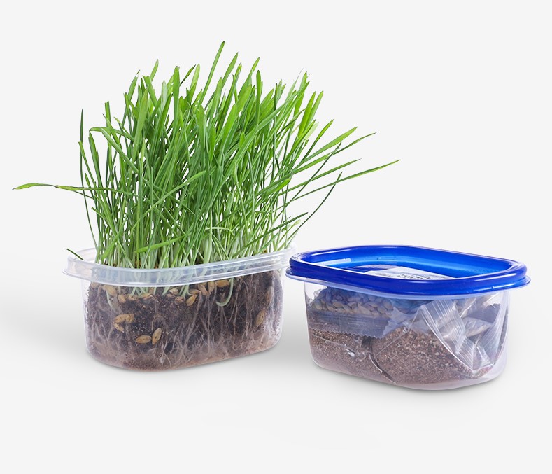[HCM]Set Tự Trồng Cỏ Mèo Bao Gồm Hạt Đất