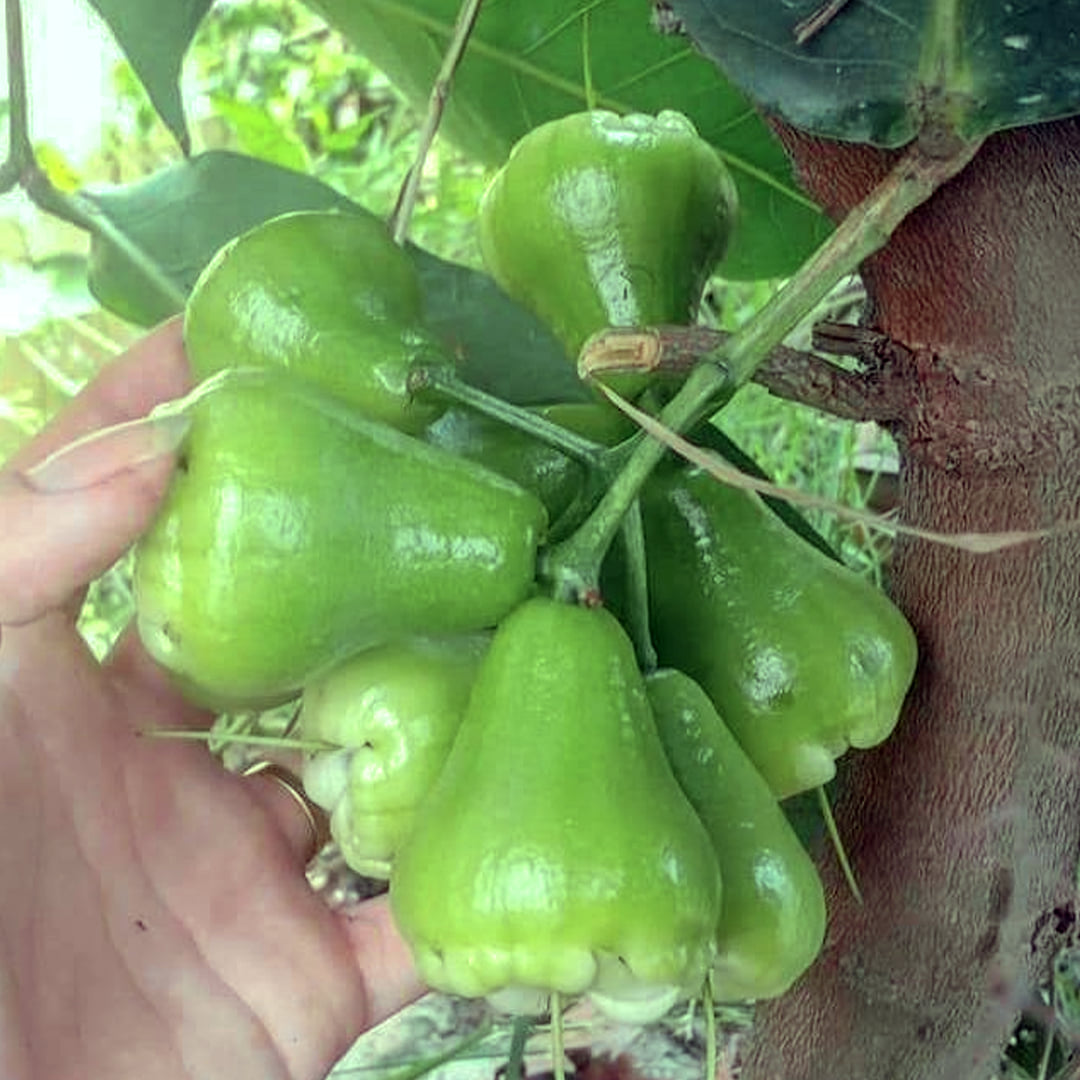 ( Hàng mới về ) Cây giống Roi Xanh.