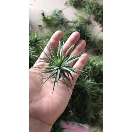 Sale Cây Không Khí Ionantha