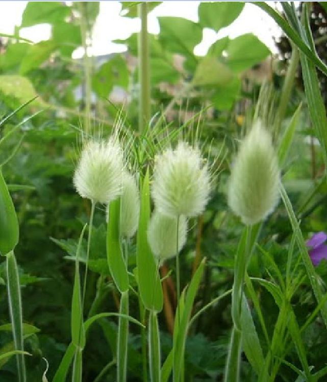 Rabbit Tail Grass Seeds (1 Pack of 100 Seeds)