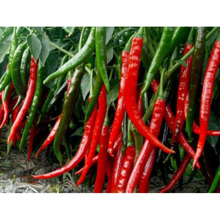30 Hạt Giống Ớt Dài Hàn Quốc