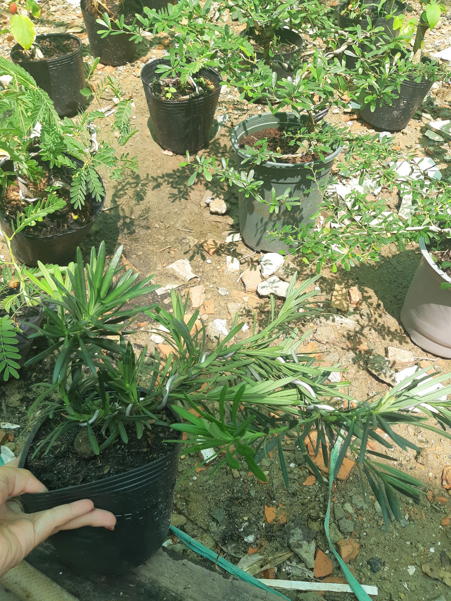 Tùng la hán bonsai mini