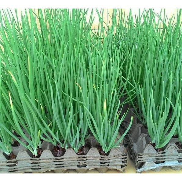 Hành lá -Củ hành giống ba chài Lâm Đồng (giá rẻ)