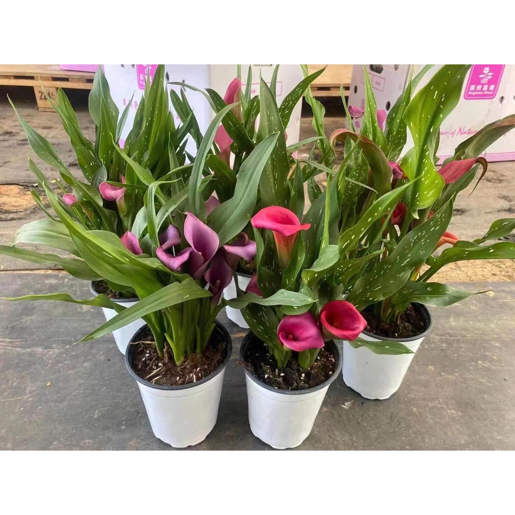 Hoa rum vân môn loa kèn calla lily hoa lụa
