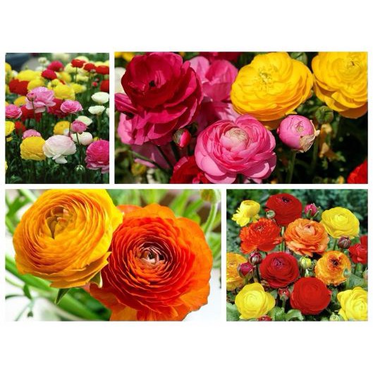 Hạt giống Hoa Hồng ri Ba tư Mix (Mao lương)