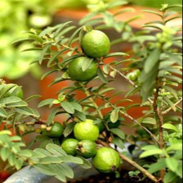 Cây ổi tàu, ổi kiểng, cây to đang quả