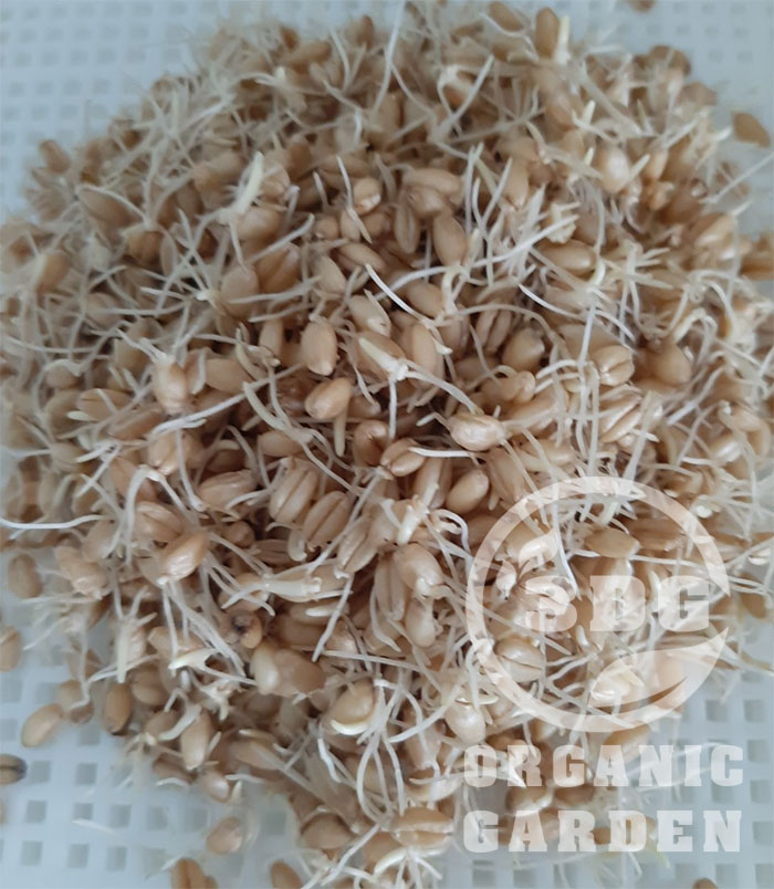 1KG HẠT GIỐNG CỎ LÚA MÌ ITALY hạt trắng